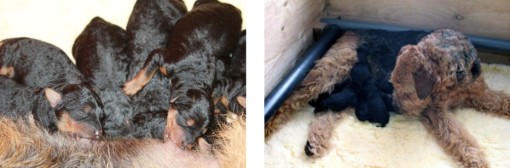 cuccioli 1